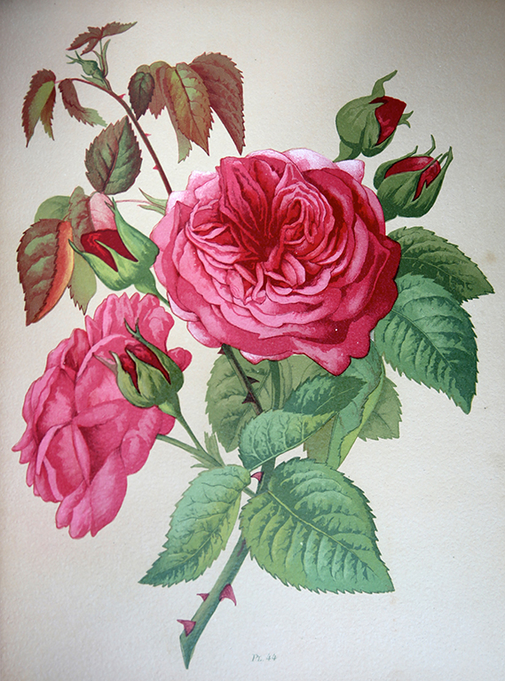 Madame Isaac Pereire Hybride dIle Bourbon