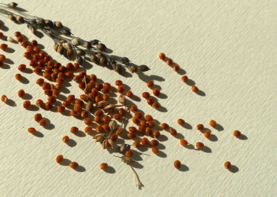 GRAMINEE-ERAGROSTIS-2---Version-3